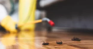 شركة رش مبيدات بسيهات