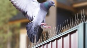 شركة تركيب طارد الحمام فى الدوادمي ونفي