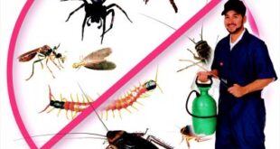 شركة رش مبيدات حشرية الدوادمى ونفي